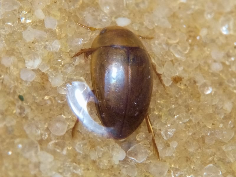 Noterus clavicornis (De Geer, 1774)